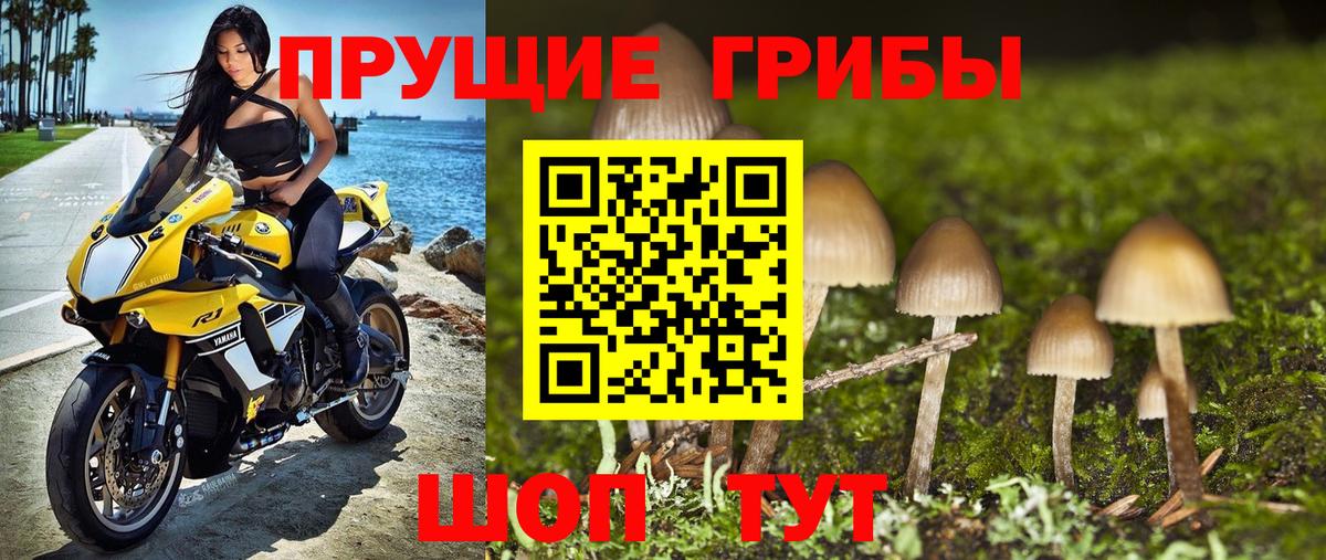 Псилоцибиновые грибы Magic Shrooms  хочу   Галлюциногенные грибы Psilocybine cubensis  Павлово  Вход с VPN 